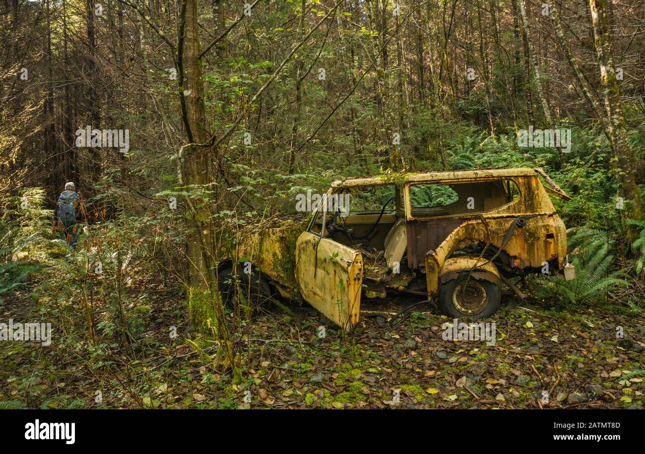 Wanderer, der an einem alten, verlassenen Geländewagen im Regenwald auf Maude alias Maud Island Trail, Quadra Island, British Columbia, Kanada vorbeikommt Stockfoto