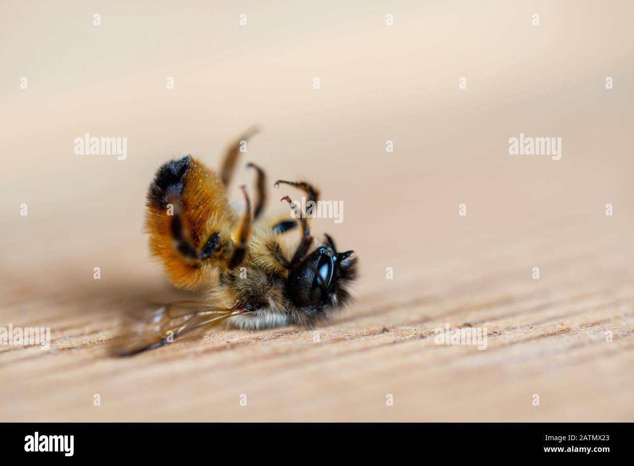 Nahaufnahme von einer toten Biene auf dem Boden liegend Stockfoto