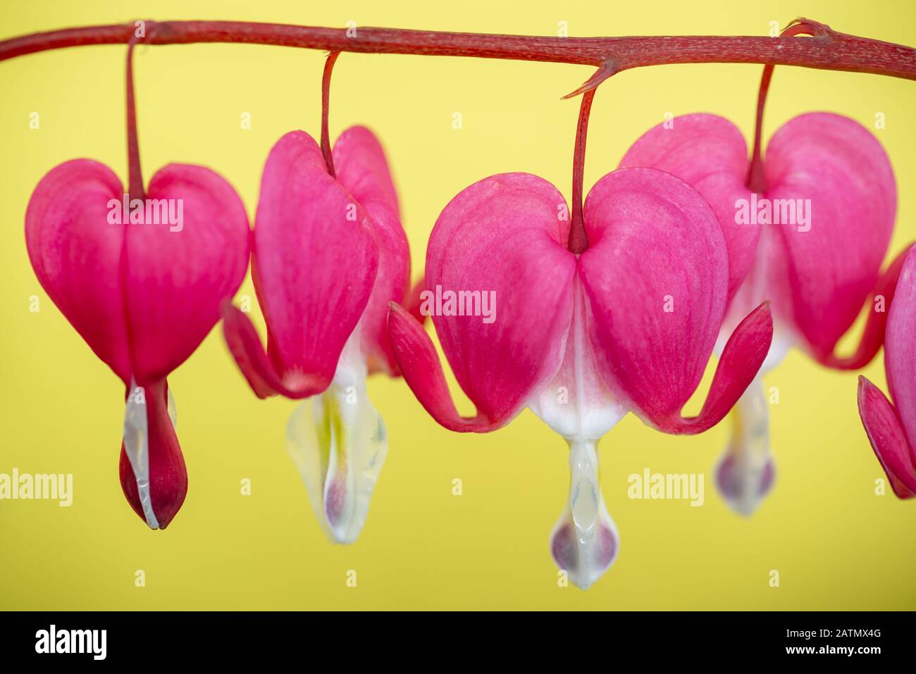 Blutende Herzblüten schließen sich auf gelbem Hintergrund (Lamprocapnos spectabilis) Stockfoto