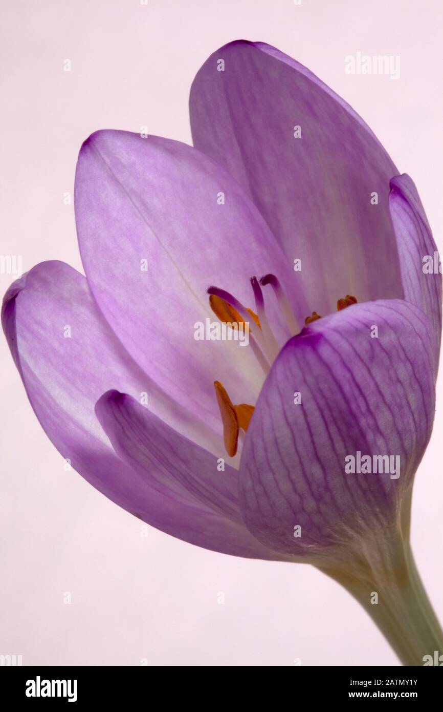 Nahaufnahme eines Colchicums - Herbst-Krokus Stockfoto