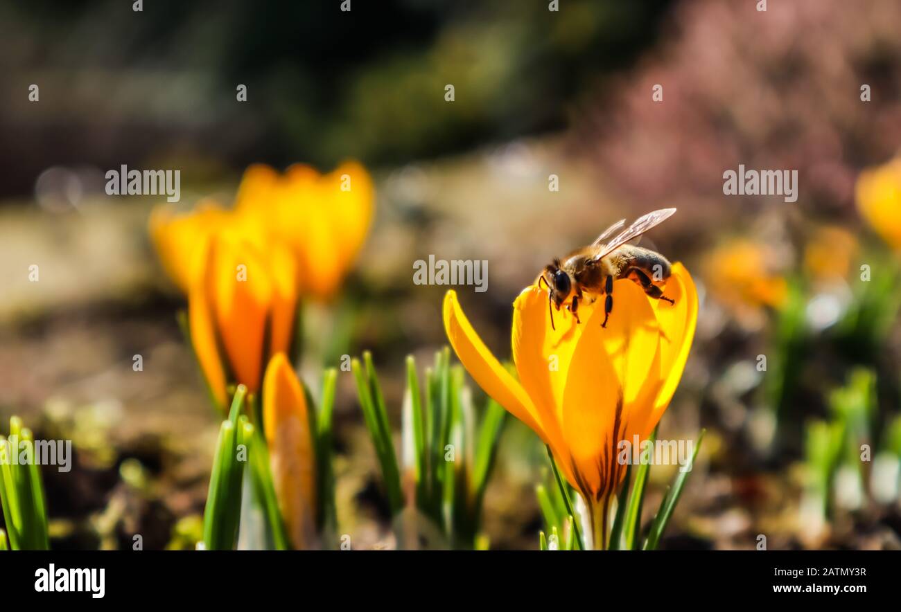 Schöne gelbe Krokus Blumen mit Biene in spring garden Stockfoto