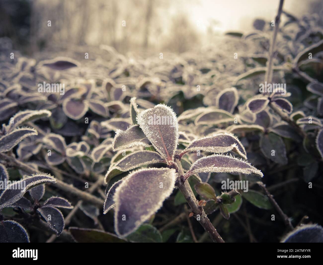 Eisige Pflanzen schließen sich im Winter Stockfoto