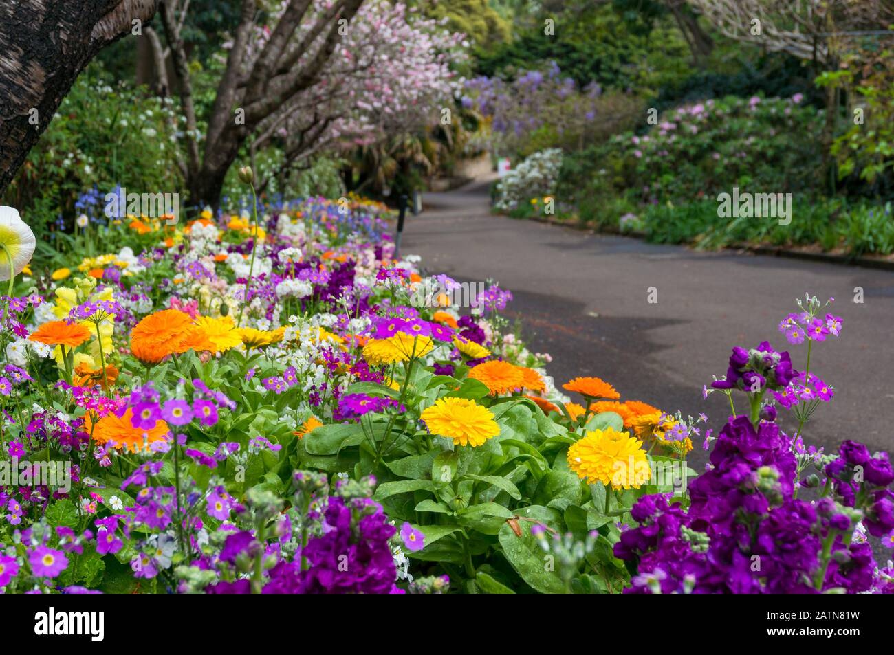 Bunte Blumenbeete entlang der Gasse im Garten, Park. Hintergrund der Natur Stockfoto