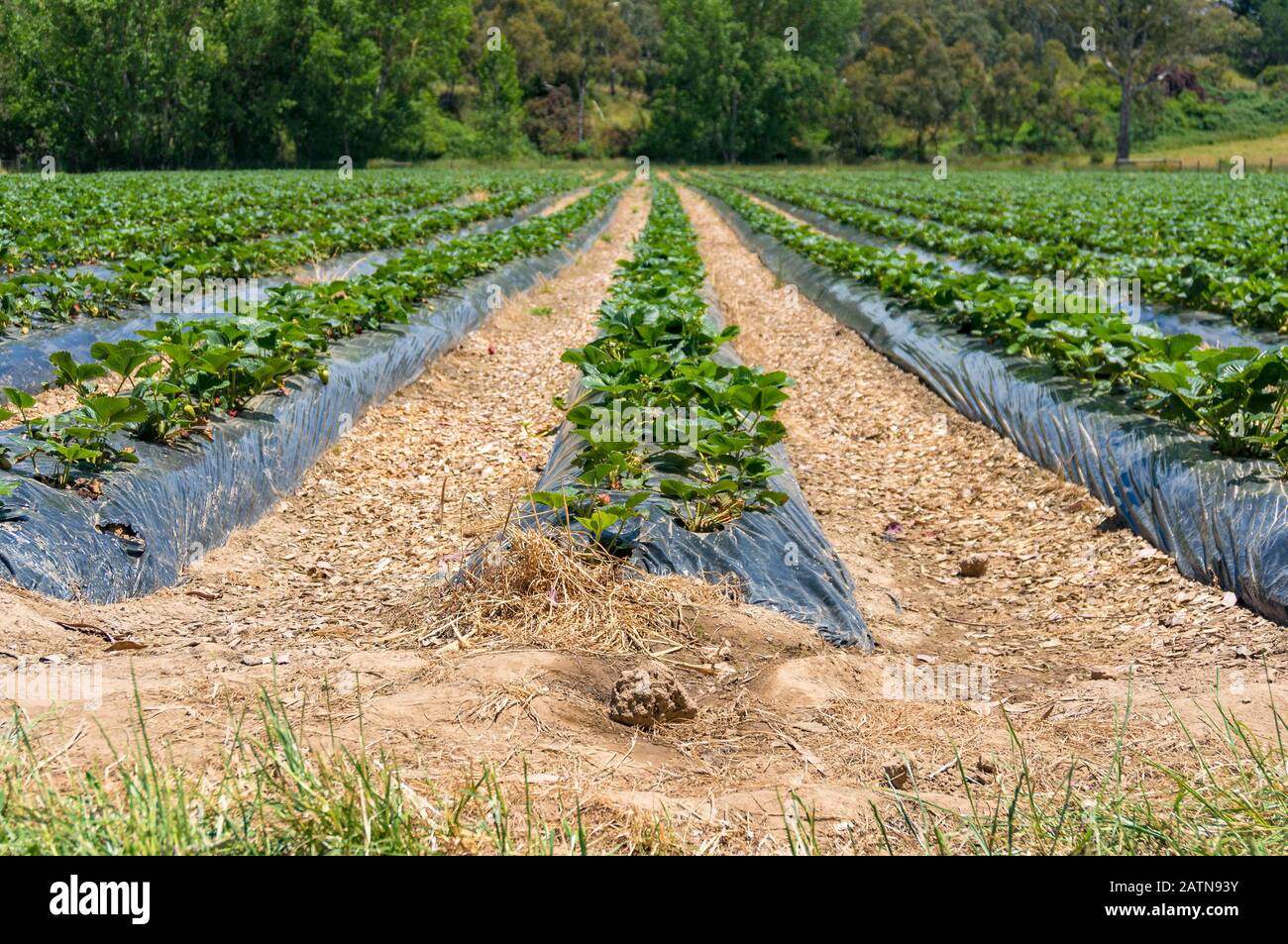 Strawberry patch, Feld mit Zeilen von Erdbeerpflanzen. Landwirtschaft Hintergrund Stockfoto