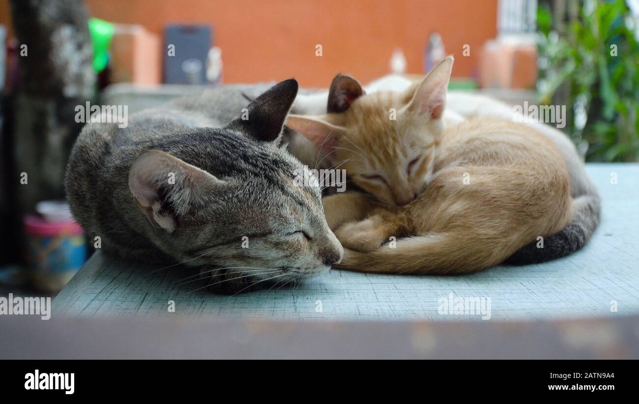 Die Katzen-Familie schläft auf dem Tisch. Katzen und Kätzchen. Stockfoto