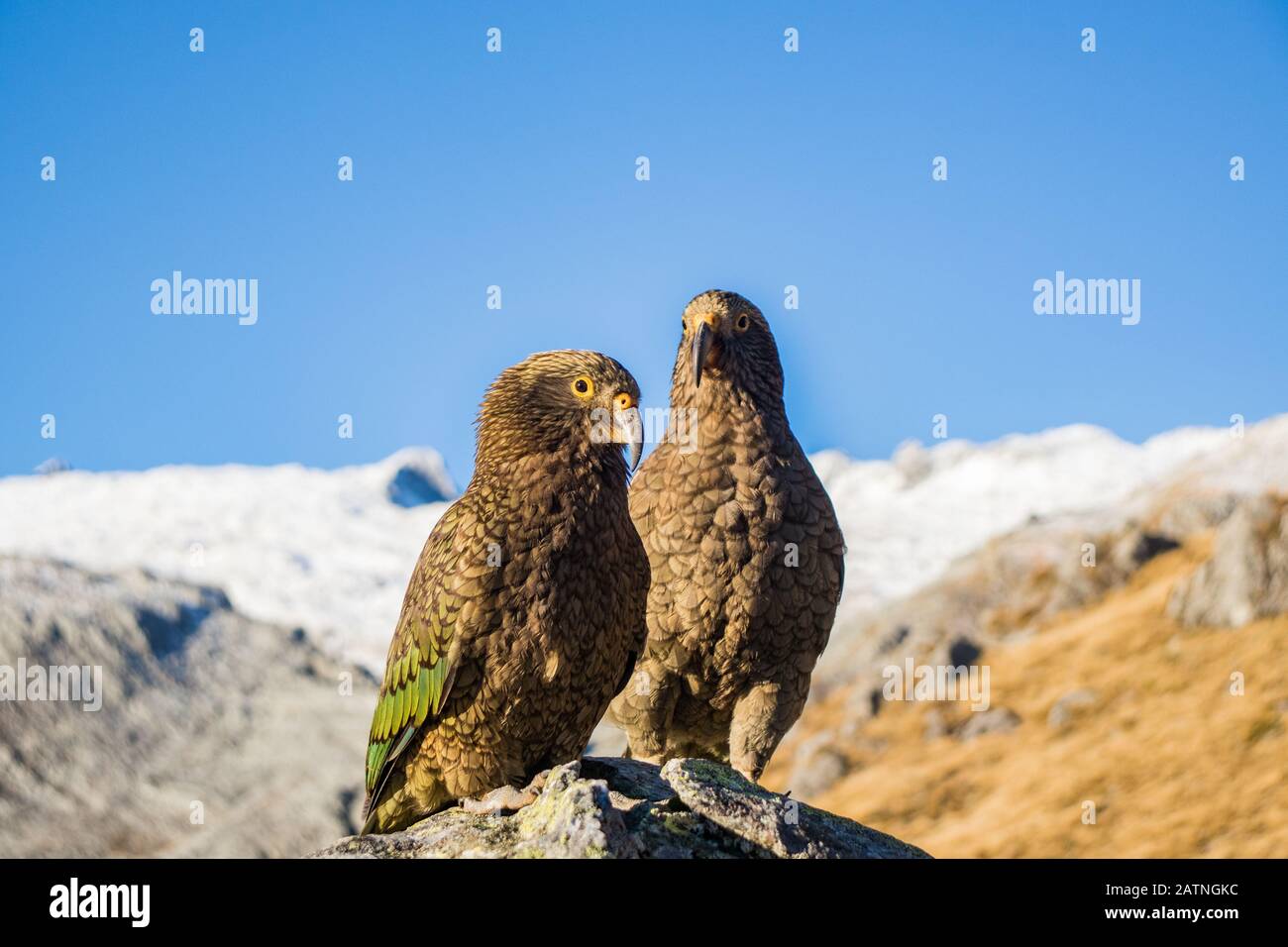 Porträt zweier Nestor-Kea-Papageien (Nestor notabilis), die auf einem Stein in der Nähe der Brewster Hütte im Mount Aspiring National Park, Neuseeland stehen Stockfoto