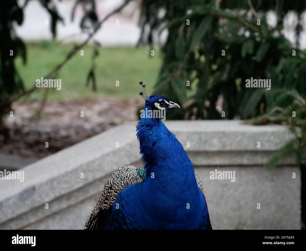 Pfau in den Gärten des Retiro-Parks in der Stadt Madrid Stockfoto