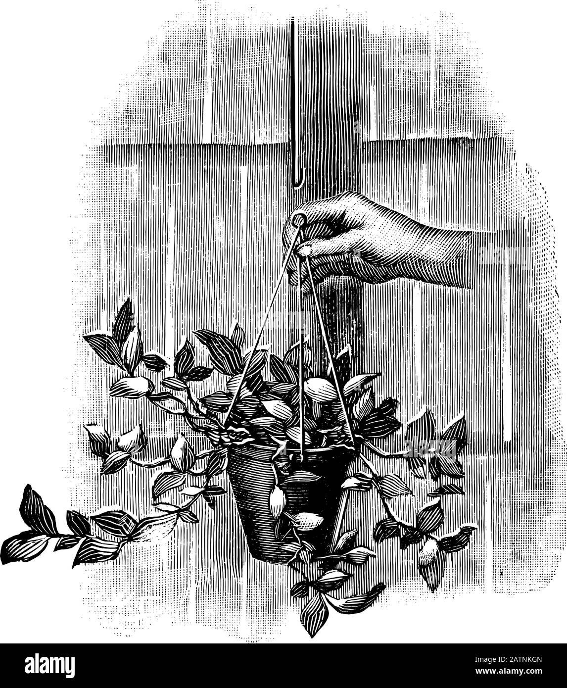Antike Vintage-Line-Kunstillustration, Gravur oder Zeichnung von hängenden Hängepflanzen oder Blumentopf. Von Buchwerken im Zimmer, Prag, 1898. Stock Vektor