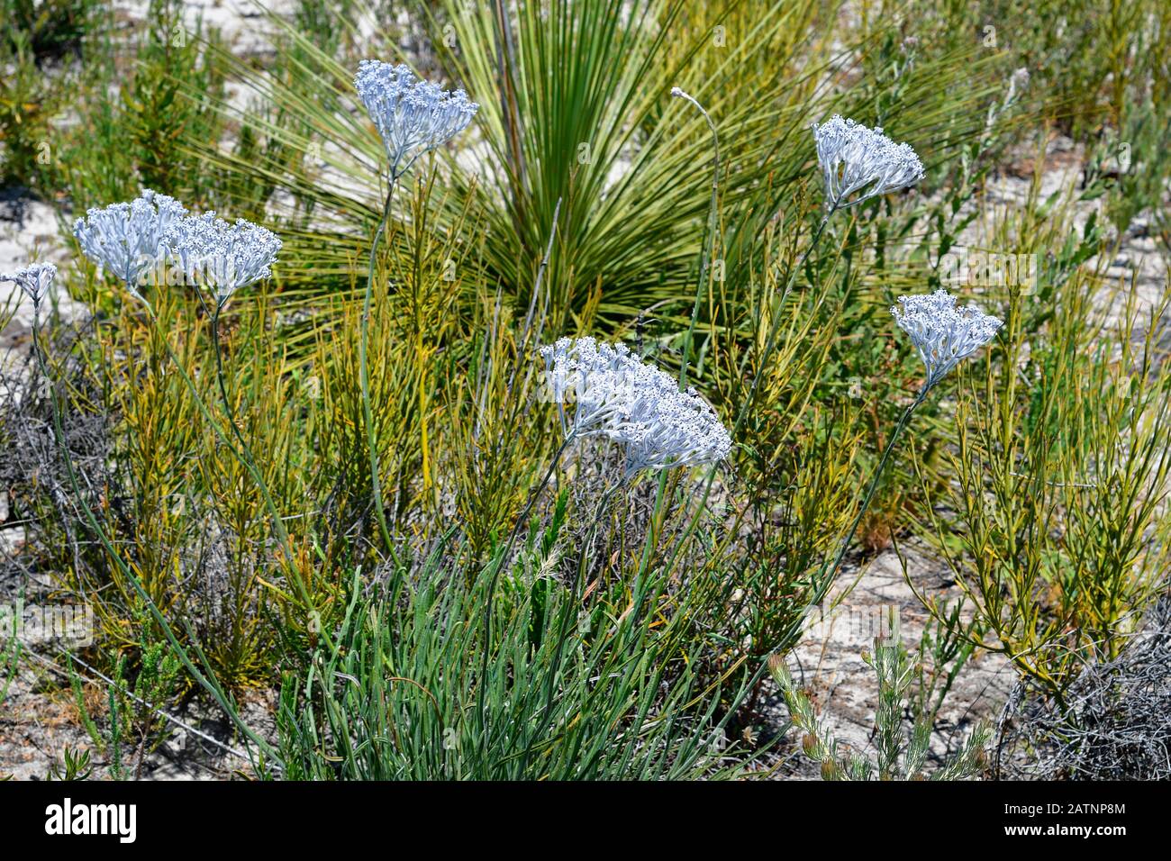 Australien, Sommer-Smokebush Stockfoto