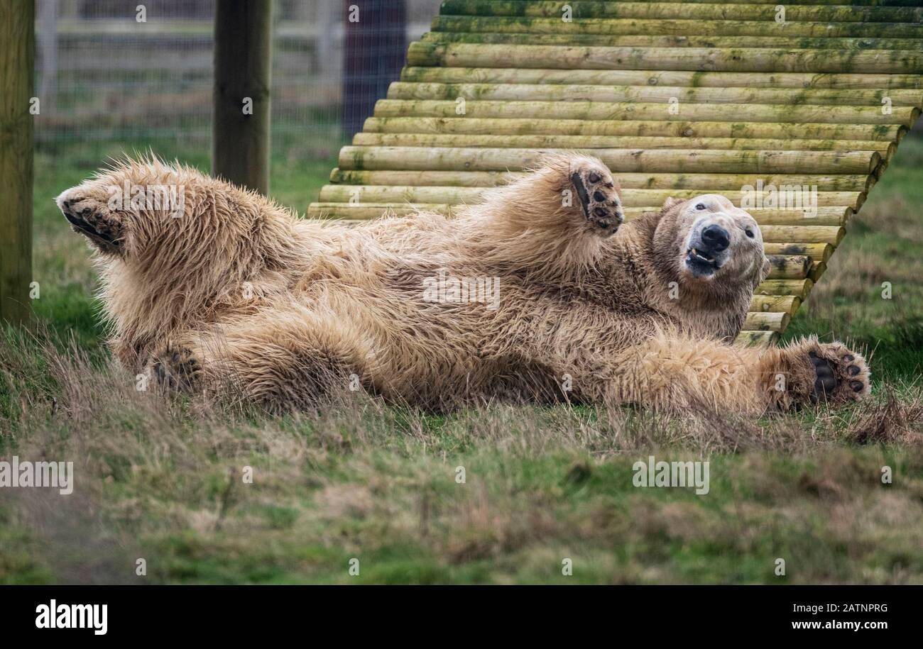 Rasputin der Eisbär wird im Yorkshire Wildlife Park, Doncaster, enthüllt. Stockfoto