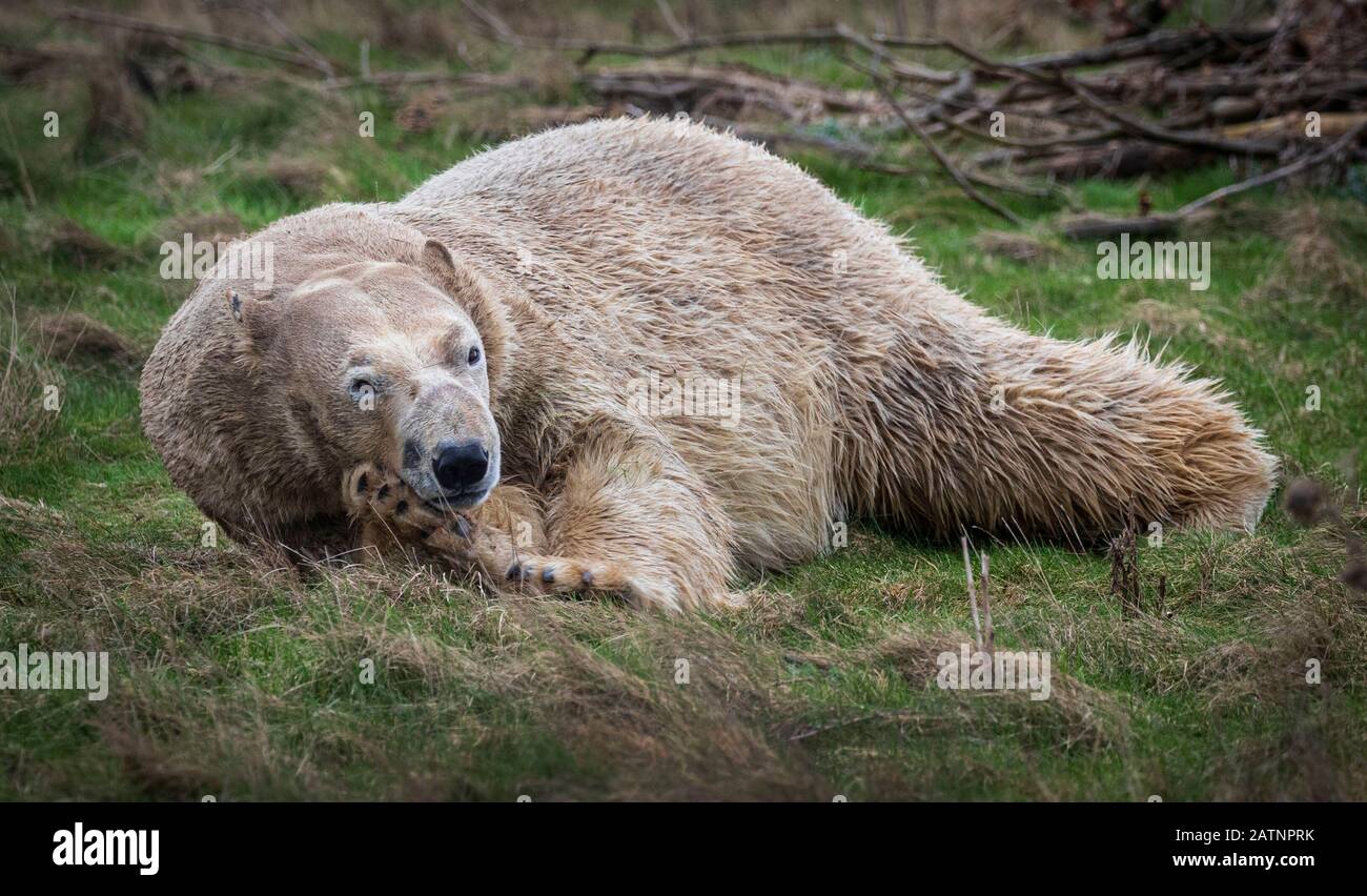 Rasputin der Eisbär wird im Yorkshire Wildlife Park, Doncaster, enthüllt. Stockfoto