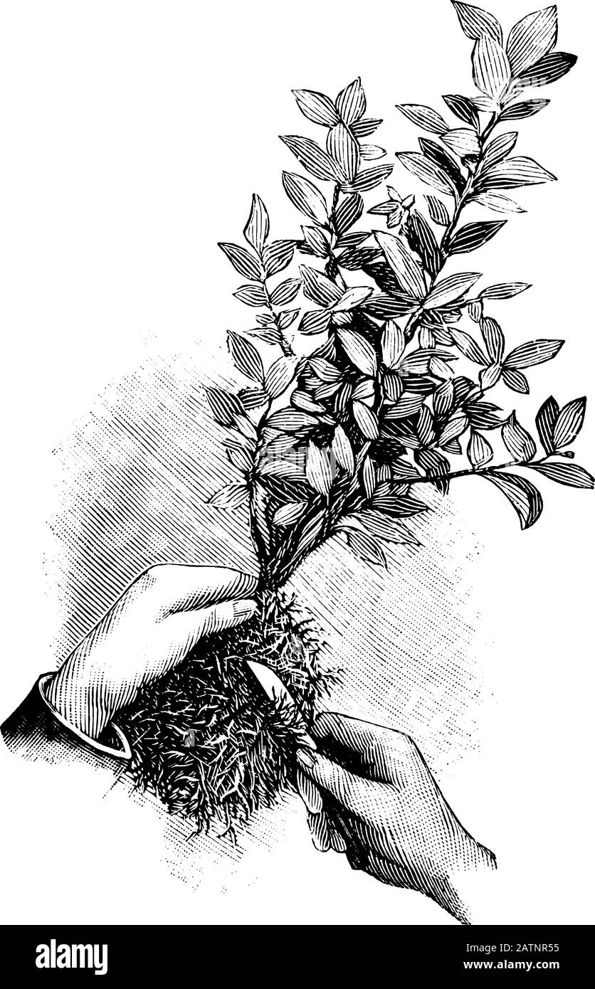 Antike Vintage-Line-Kunstillustration, Gravur oder Zeichnung von Neubepflanzung oder Umwurzelung von Pflanzen, die die Wurzeln schneiden. Von Buchwerken im Zimmer, Prag, 1898. Stock Vektor