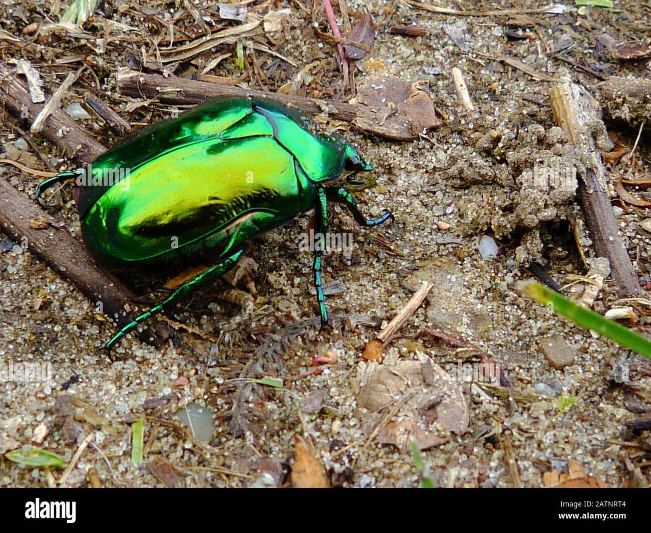 Cetonia aurata, genannt Rosenkafer oder grüner Rosenkratzer. Blau, Grün und Gold Farbe europäische Käfermakro. Glänzende Goldreflexionen. Bug-Nahaufnahme. Stockfoto