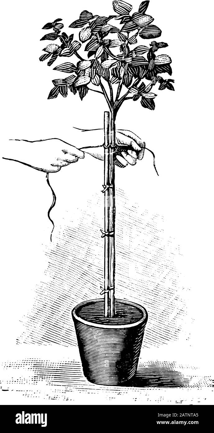 Antike Vintage-Line-Kunstillustration, Gravur oder Zeichnung von Seilbefestigung von Baumpflanzen im Topf . Von Buchwerken im Zimmer, Prag, 1898. Stock Vektor Antike Vintage-Line-Kunstillustration, Gravur oder Zeichnung von Seilbefestigung von Baumpflanzen im Topf . Von Buchwerken im Zimmer, Prag, 1898. Stock Vektor