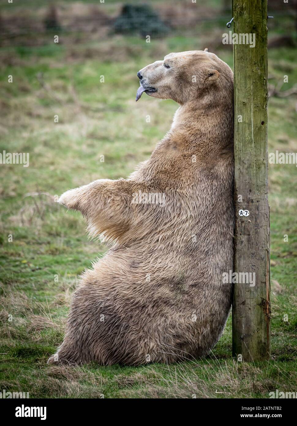 Rasputin der Eisbär wird im Yorkshire Wildlife Park, Doncaster, enthüllt. Stockfoto
