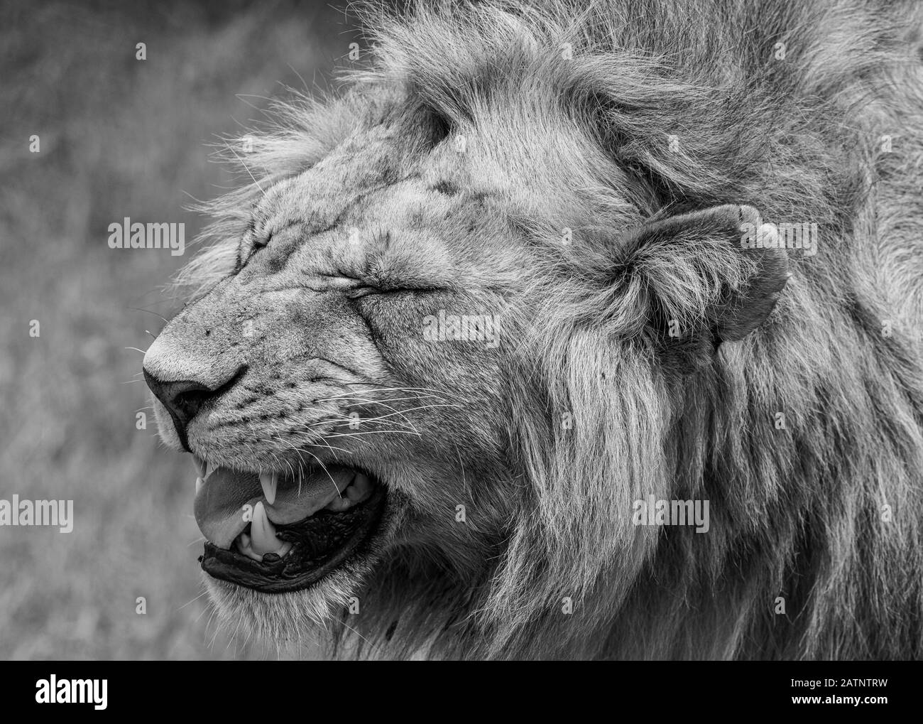 Porträt der Löwen, Panthera leo, aufgenommen in der Masai Mara Conservancy, Kenia, Afrika Stockfoto