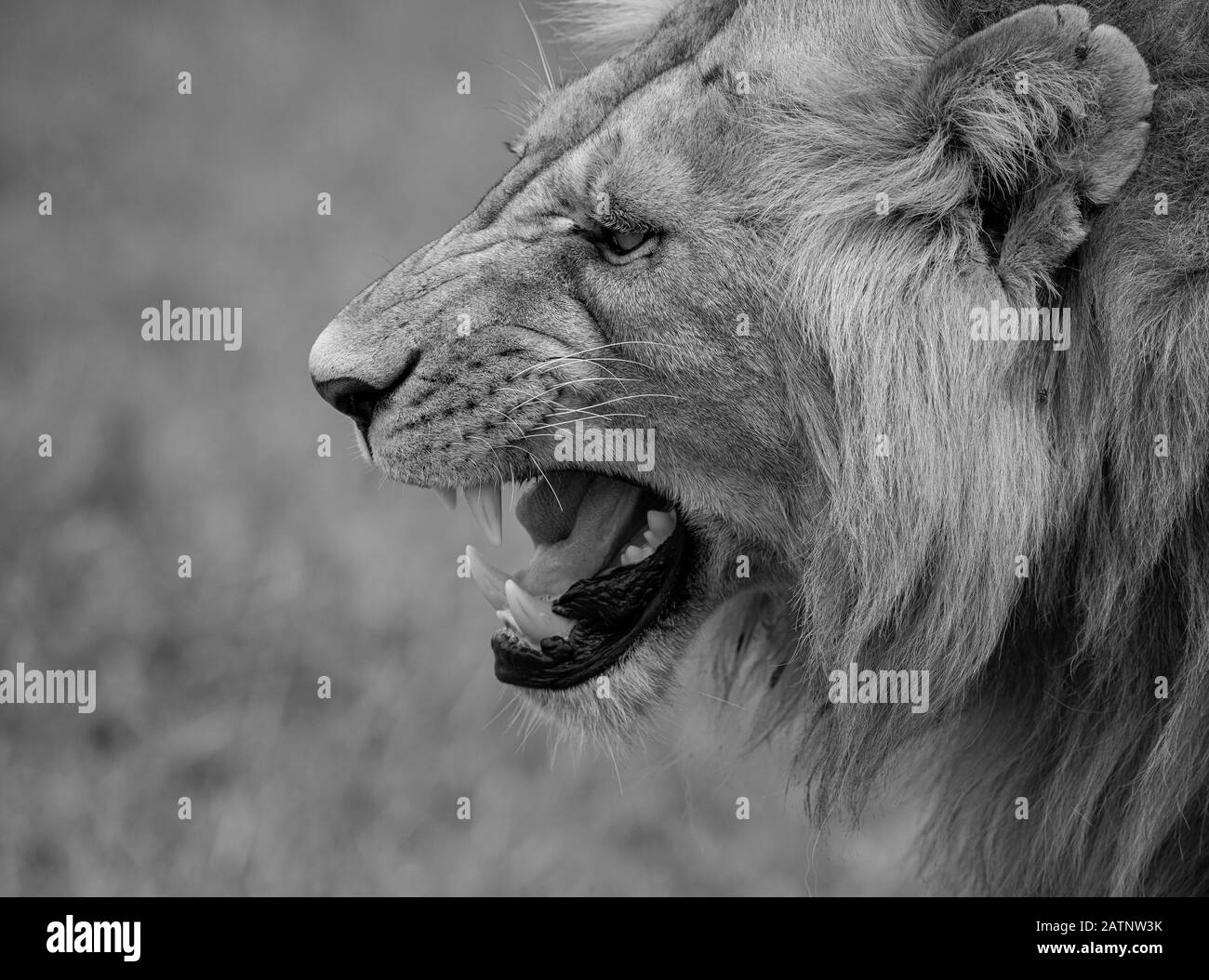 Porträt der Löwen, Panthera leo, aufgenommen in der Masai Mara Conservancy, Kenia, Afrika Stockfoto