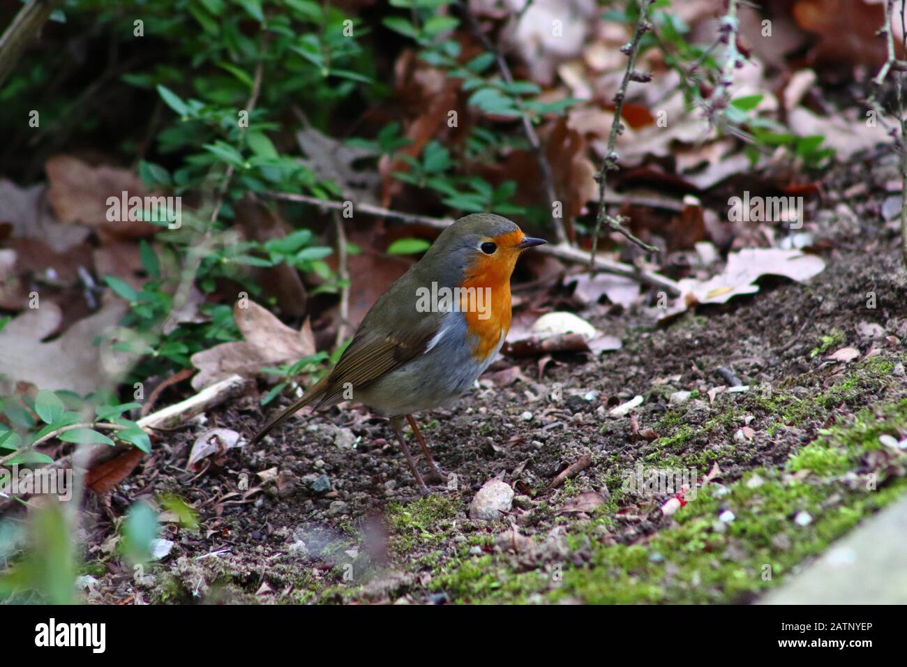 Red reiste Robin in Wald Stockfoto