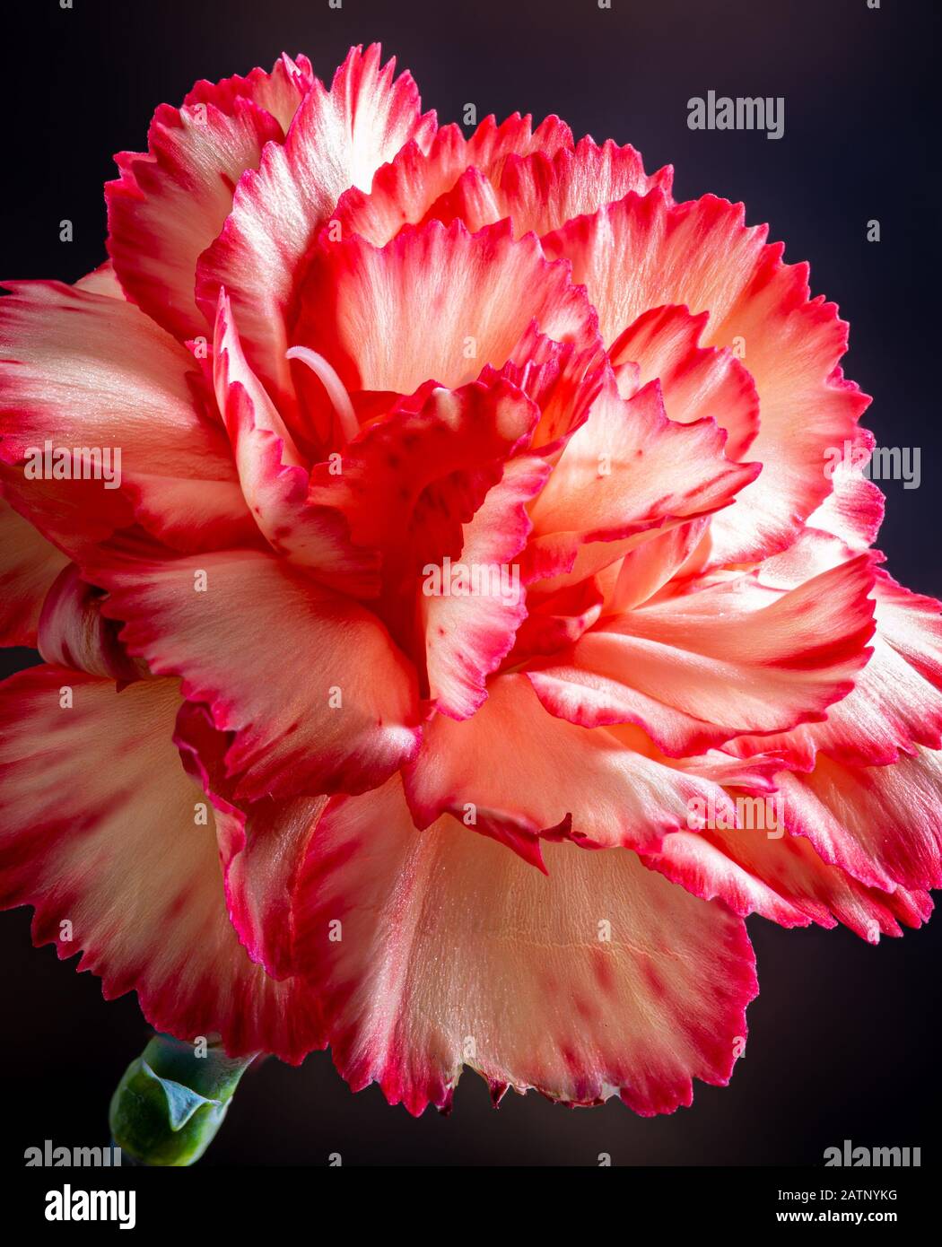 Nahaufnahme einer schönen rosafarbenen Nelkenblume auf dunklem Hintergrund Stockfoto