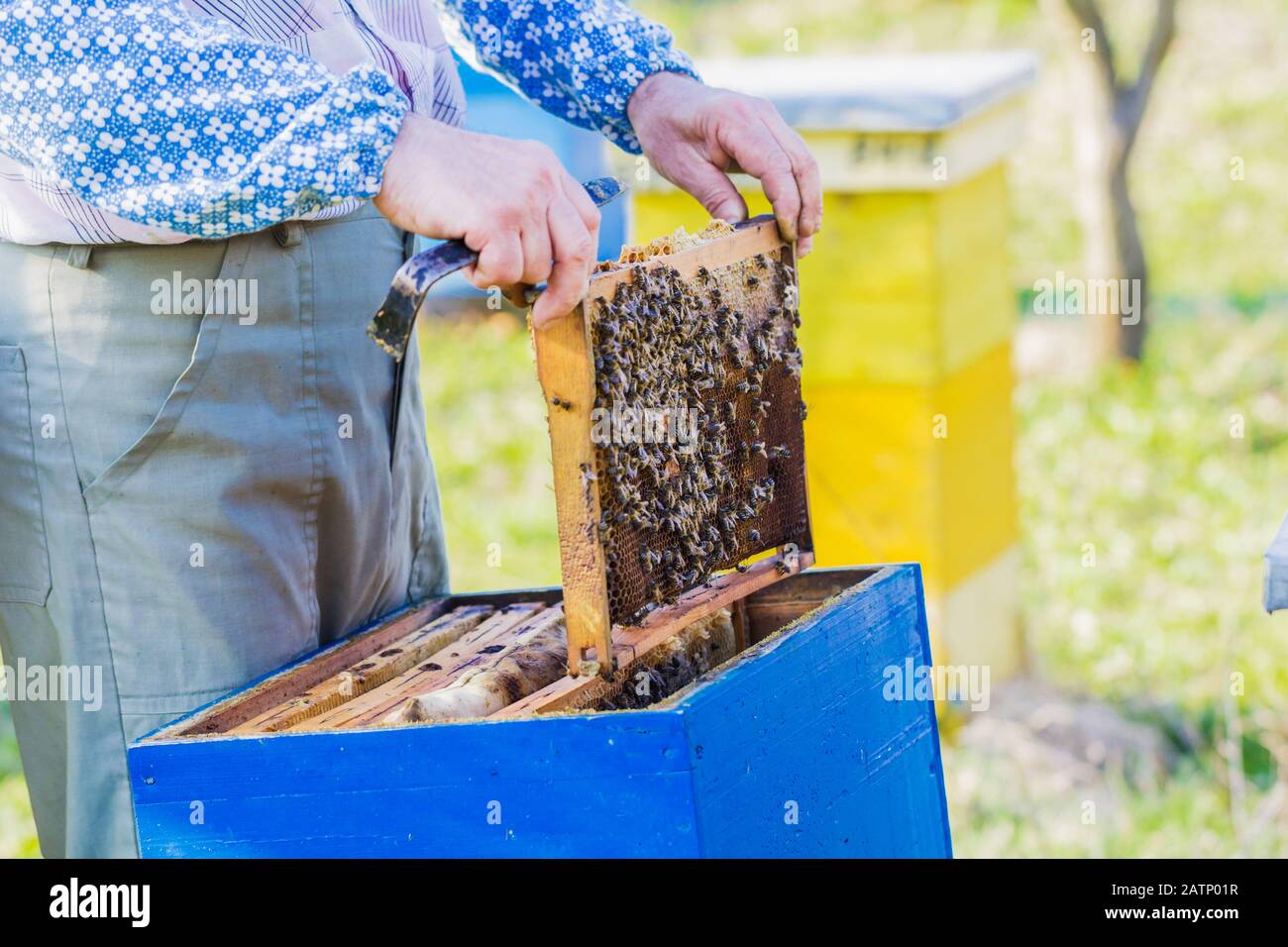 Imkerei - Imker kontrolliert Bienenstock Stockfoto