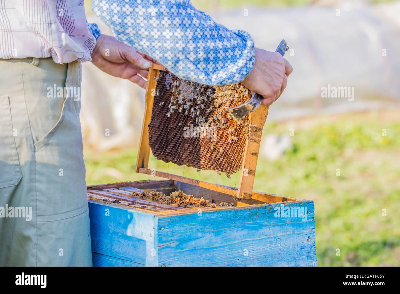 Imkerei - Imker kontrolliert Bienenstock Stockfoto