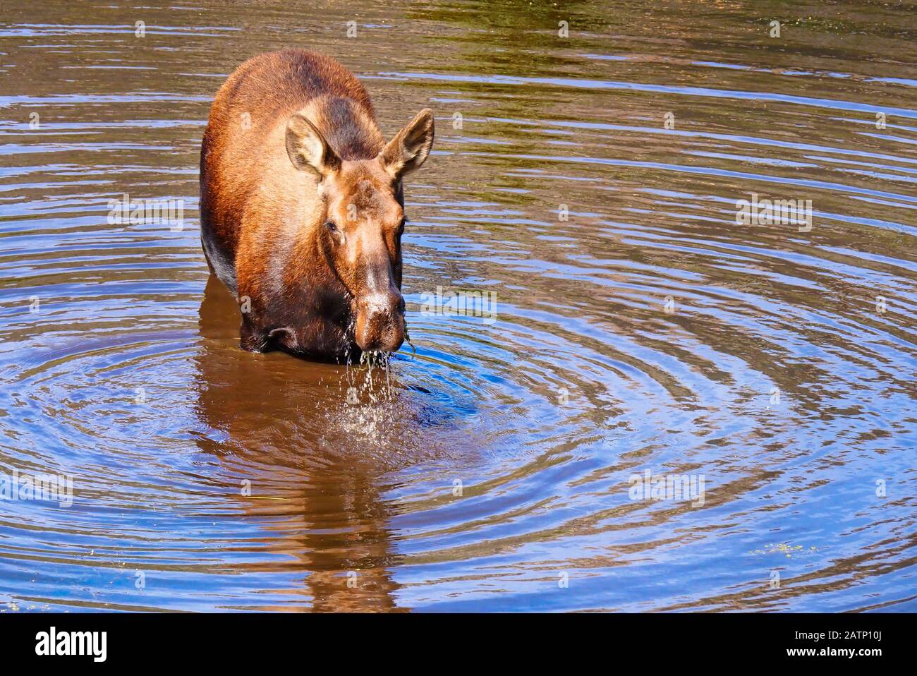 Elche, Biber-Teiche, Kawuneche Valley, Rocky Mountain National Park, Estes Park, Colorado, USA Stockfoto