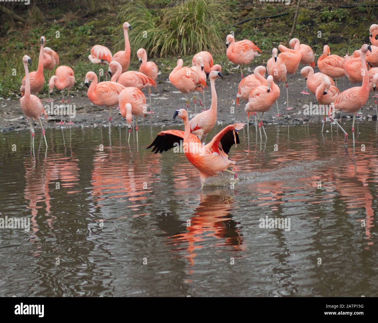 Ein rosafarbener Flamingo hebt sich von der Packung ab, indem er seine Flügel als Star der Show umschlingt Stockfoto
