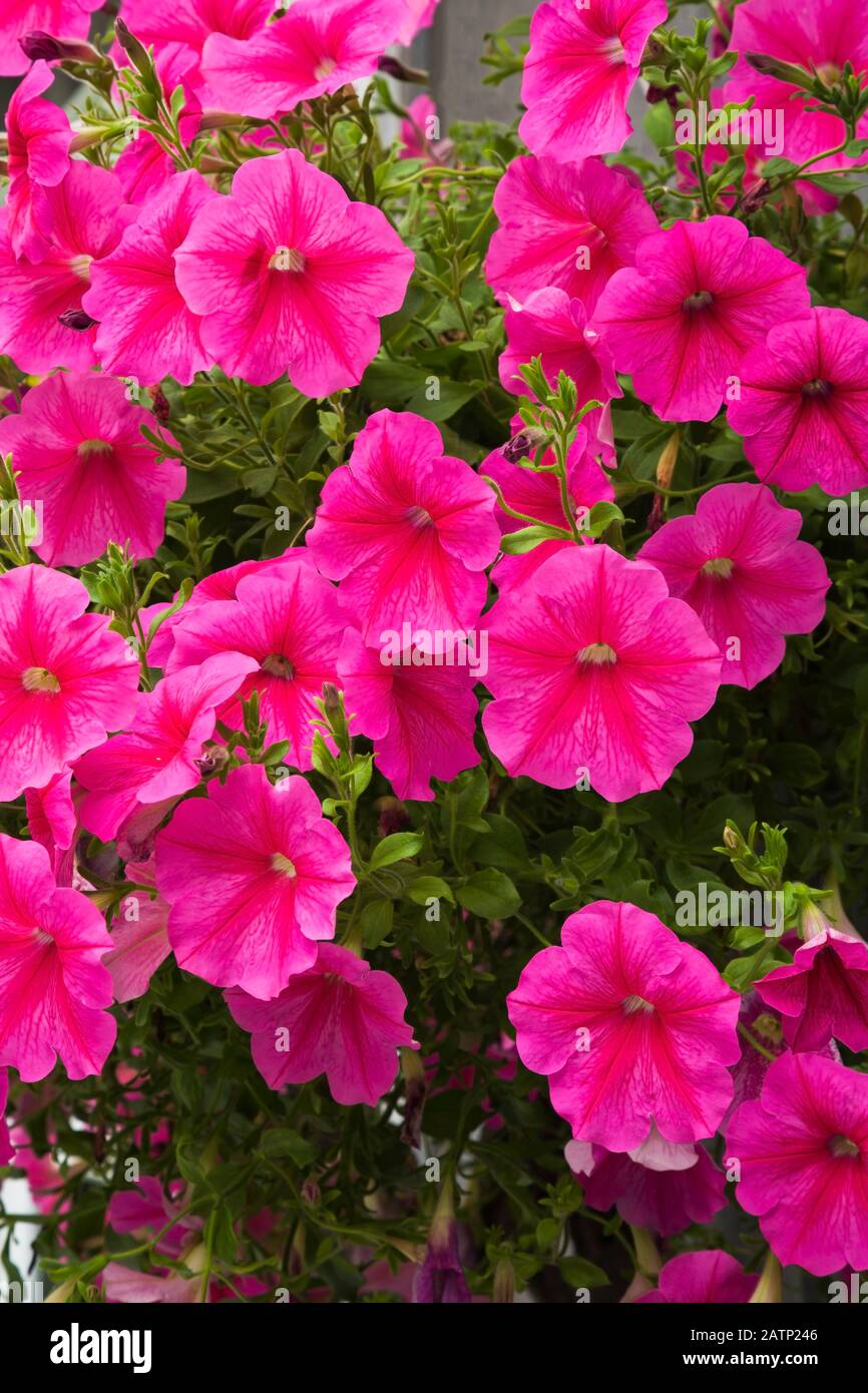 Lila Petunia Blumen in hängenden Korb im Frühsommer Stockfoto