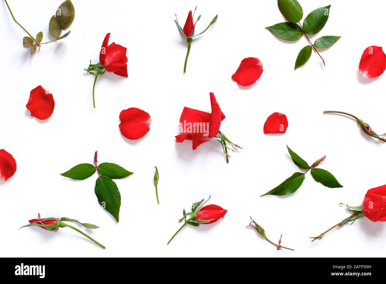 Rote Rosen und Kronblätter auf weißem Hintergrund Draufsicht Stockfoto