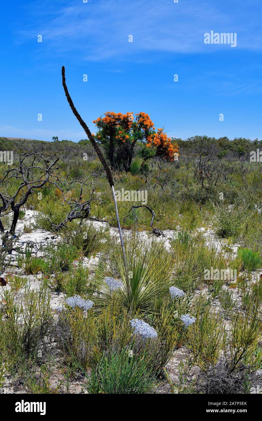 Australien, Landschaft mit Grasbaum und blühender westaustralischer Weihnachtsbaum in Western Australia Stockfoto