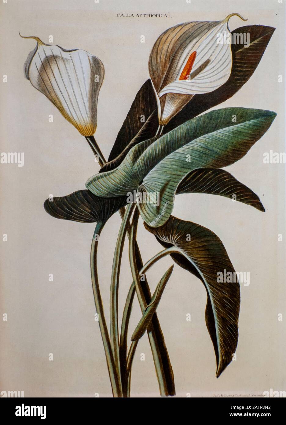Farbige Kupferstichgravur einer Zantedeschia aethiopica (Calla-Lilie oder Arum-Lilie) aus hortus nitidissimus von Christoph Jakob Trew (Nürnberg 1750 Stockfoto