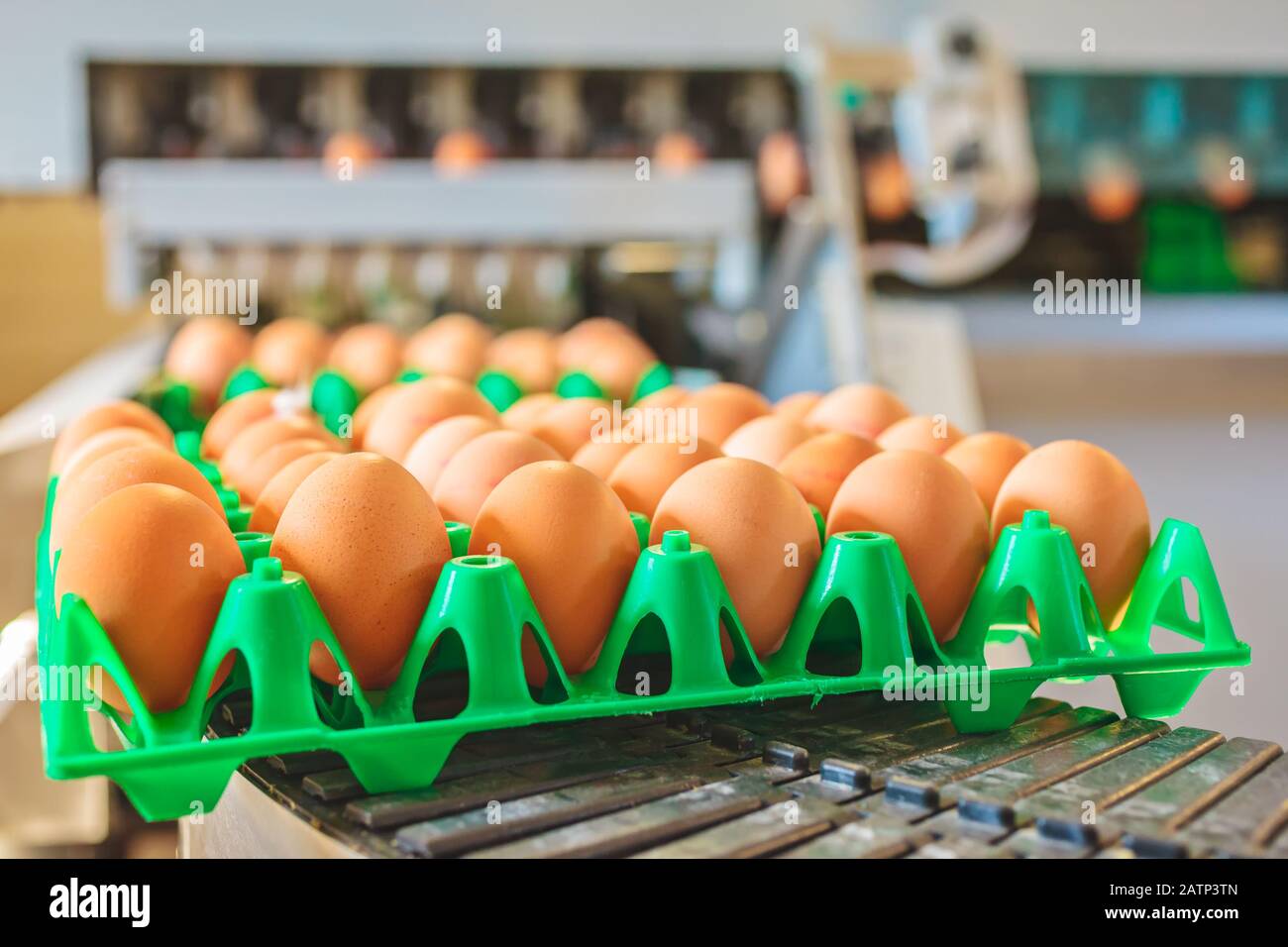 Transportband transportiert Kisten mit frischen Eiern auf einem Biohähnchenfarm Stockfoto