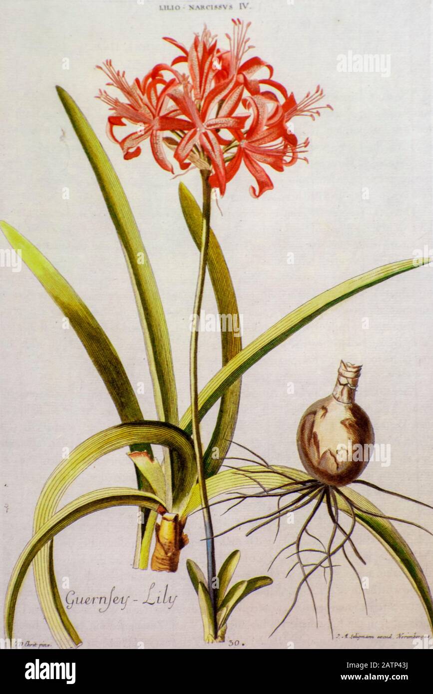Farbige Copperplate Gravur einer Nerine sarniensis, (Guernsey-Lilie oder Jersey-Lilie) aus hortus nitidissimus von Christoph Jakob Trew (Nürnberg 1750 Stockfoto