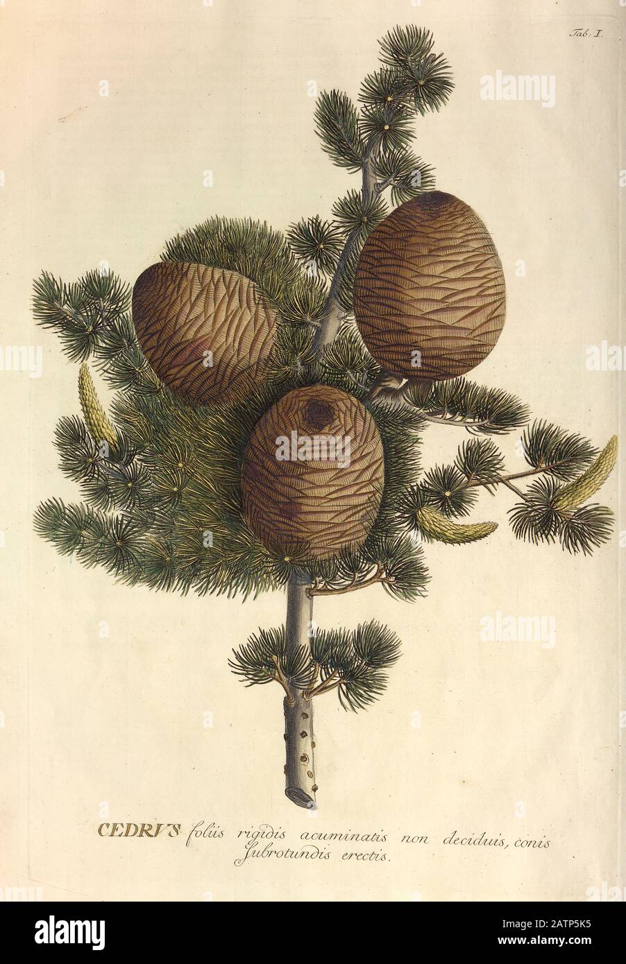Farbige Kupferstichgravur eines Zedernbaumes (Cedrus) aus hortus nitidissimus von Christoph Jakob Trew (Nürnberg 175-1792) Stockfoto