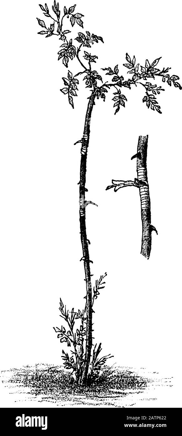 Antike Vintage-Line-Kunstillustration, Gravur oder Zeichnung von Wildhund-Rose-Baum-Budding oder Pfropfung. Von Buchwerken im Zimmer, Prag, 1898. Stock Vektor