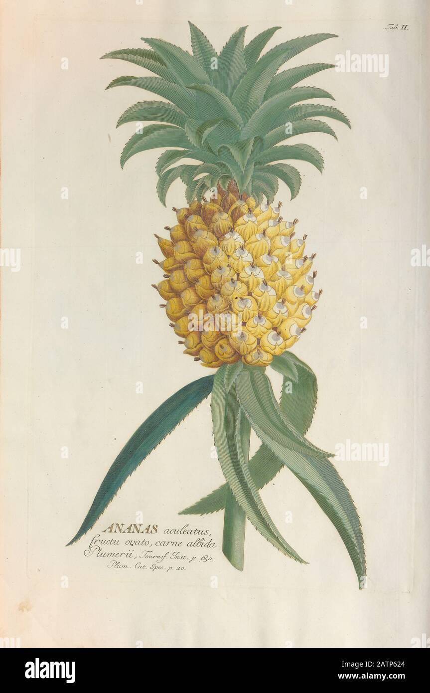 Farbige Kupferstichgravur einer Ananas (Ananas) aus hortus nitidissimus von Christoph Jakob Trew (Nürnberg 175-1792) Stockfoto