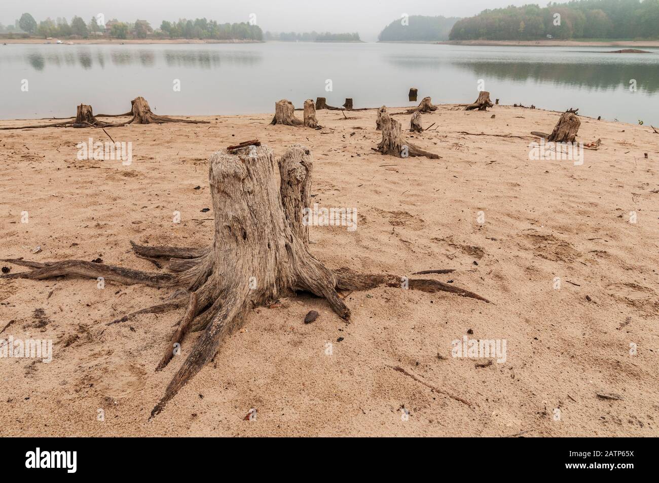 Tote Baumstämme am Ufer. Symbol der globalen Erwärmung Stockfoto