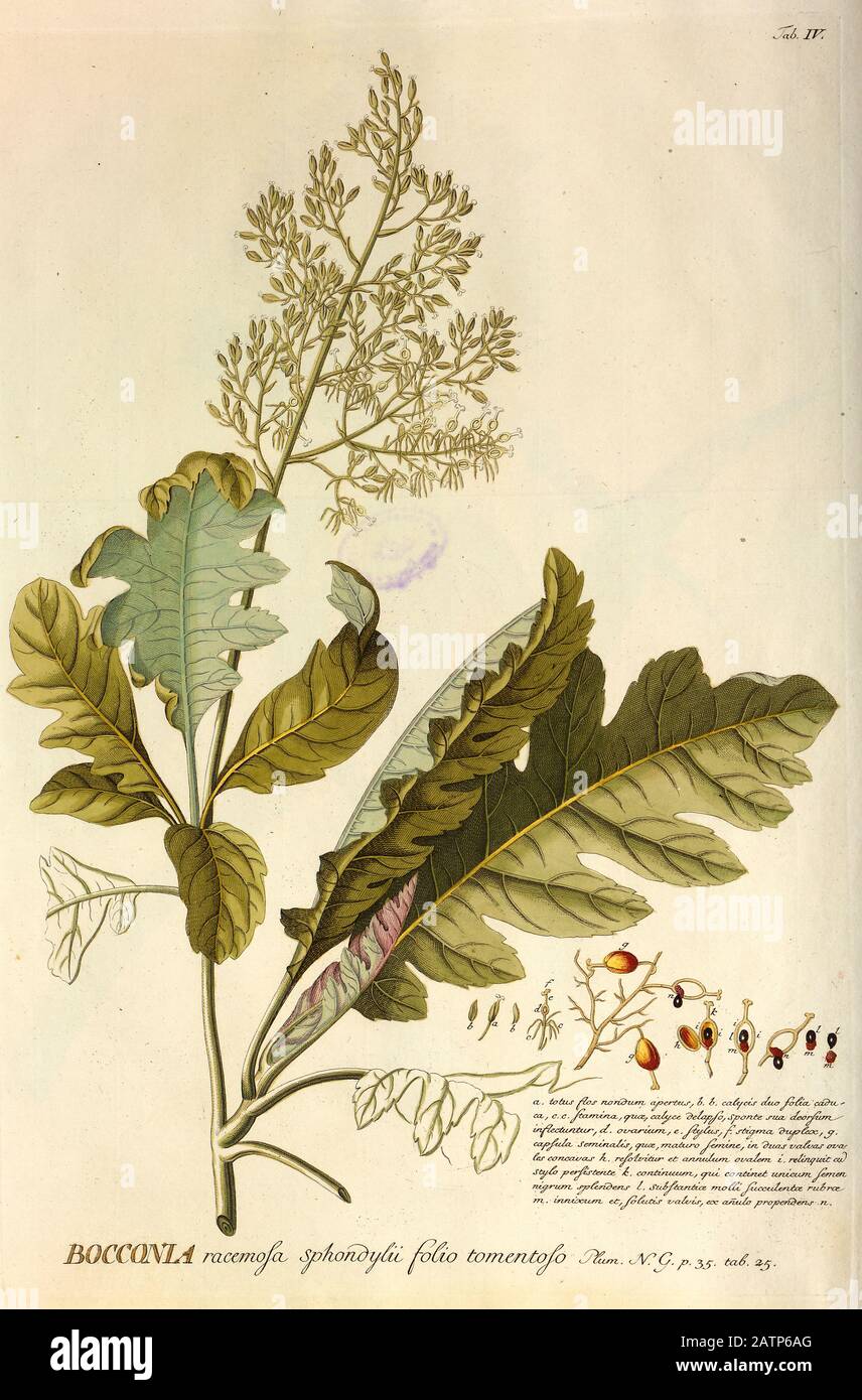 Farbige Kupferstichgravur einer Bocconia-Anlage aus hortus nitidissimus von Christoph Jakob Trew (Nürnberg 175-1792) Stockfoto