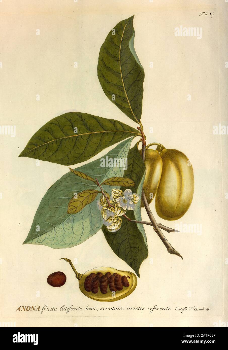 Farbige Kupferstichgravur einer Annona-Squamosa-Pflanze aus hortus nitidissimus von Christoph Jakob Trew (Nürnberg 175-1750-2) Stockfoto