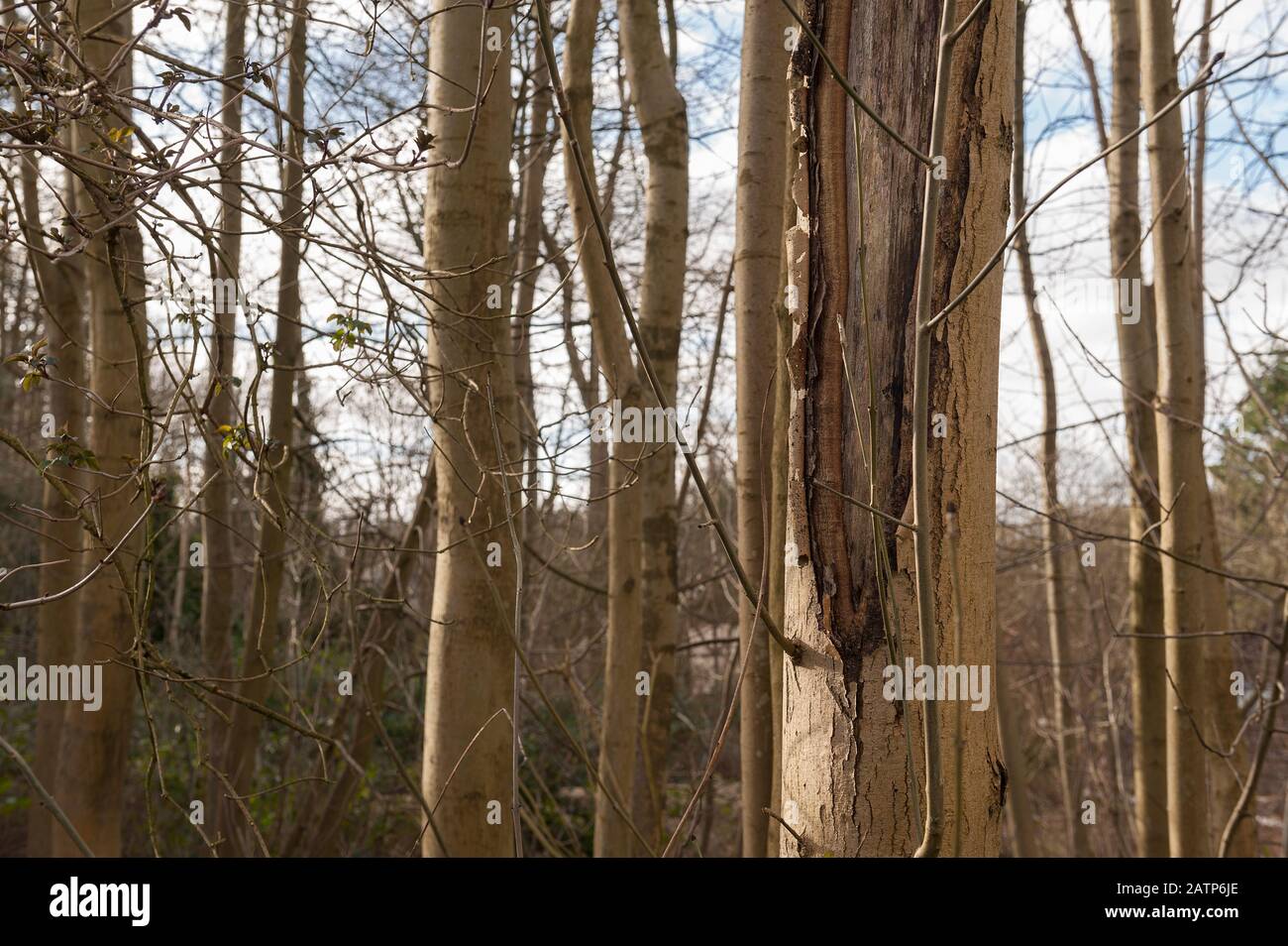Reifer Aschebaum, der an Krankheit leidet und sich mit Rinde zurückzieht, die beginnt, den Stamm zu einem jungen 14 m hohen Baum zu schälen und reifen gekrümmter Stamm 25 m hoch Stockfoto