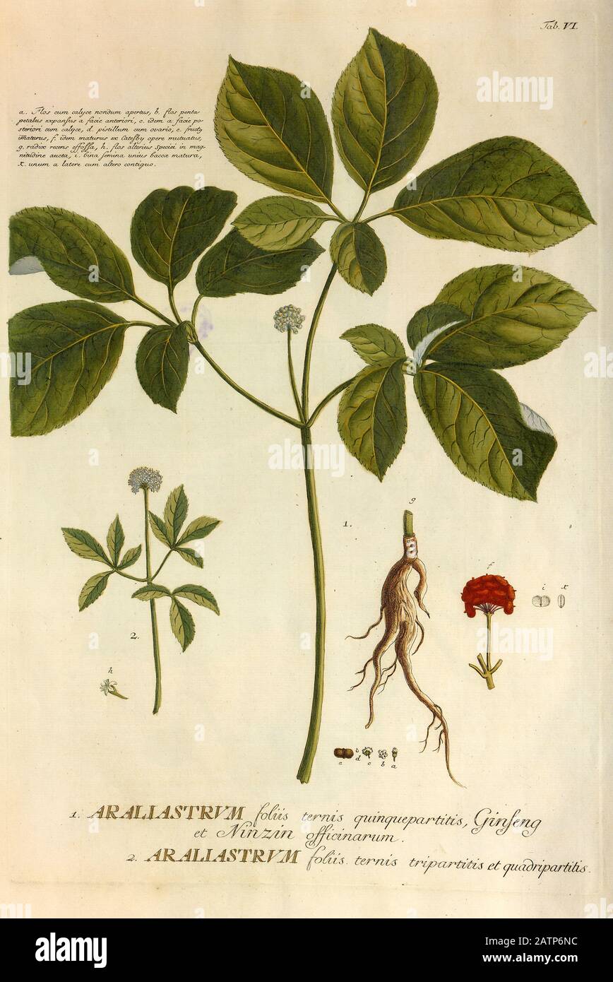 Farbige Kupferstichgravur eines Araliastrums (Ginseng) aus hortus nitidissimus von Christoph Jakob Trew (Nürnberg 175-1792) Stockfoto