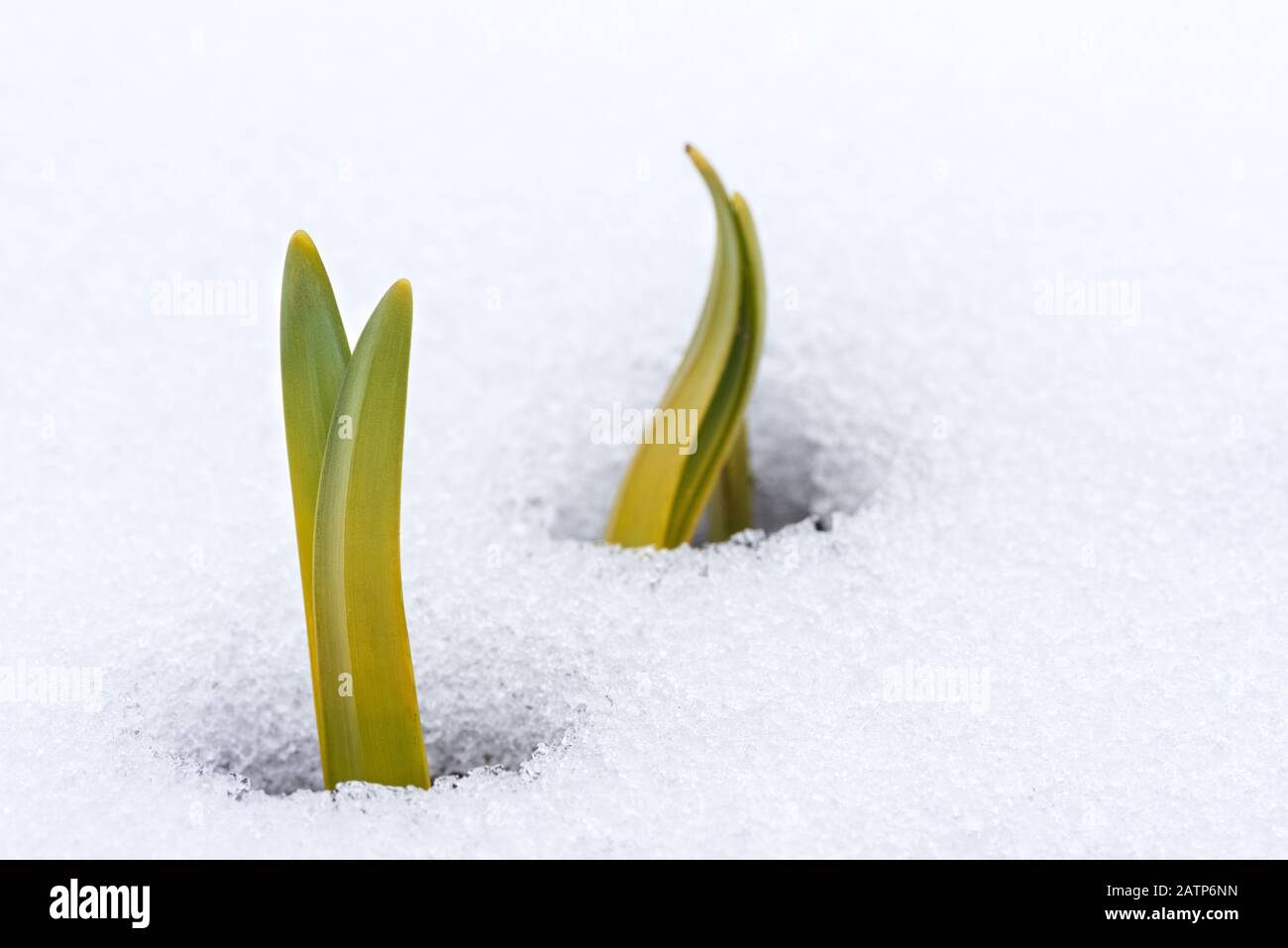 Daffodil verlässt im Frühjahr durch Schnee auftauchende Blätter Stockfoto