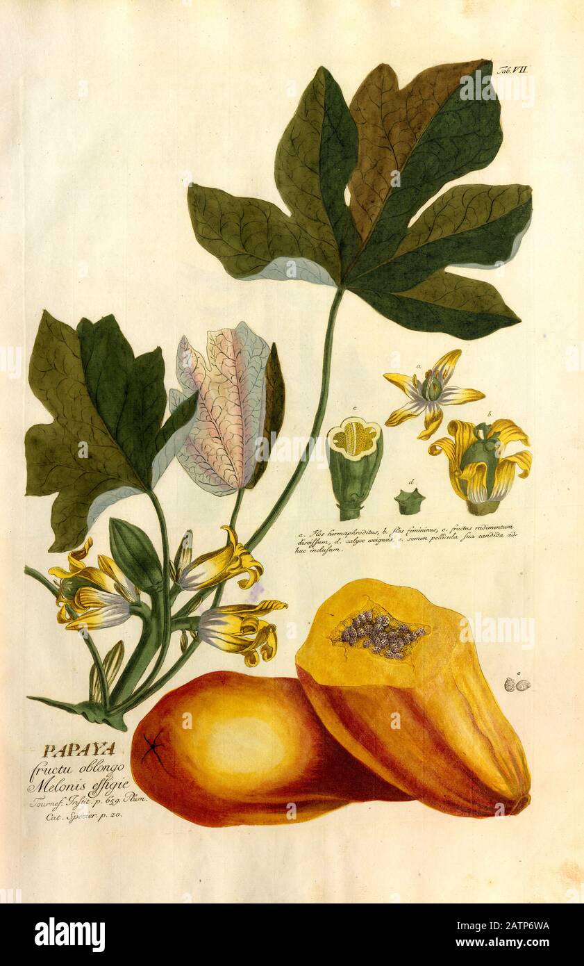 Farbige Kupferstichgravur einer Papaya-Obstblüte und -Pflanze aus hortus nitidissimus von Christoph Jakob Trew (Nürnberg 175-1792) Stockfoto