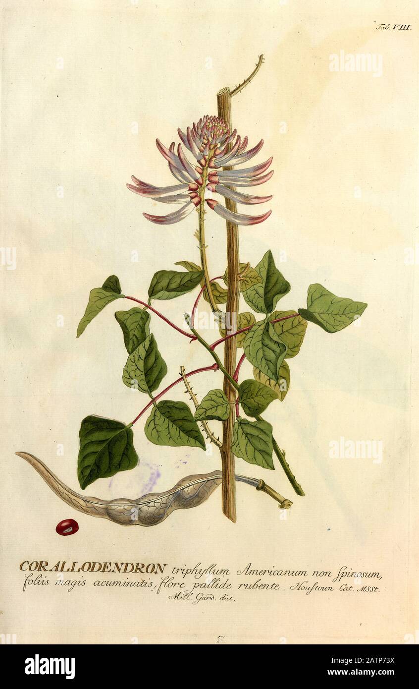 Farbige Kupferstichgravur einer Erythrina (Corallodendron) aus hortus nitidissimus von Christoph Jakob Trew (Nürnberg 175-1792) Stockfoto