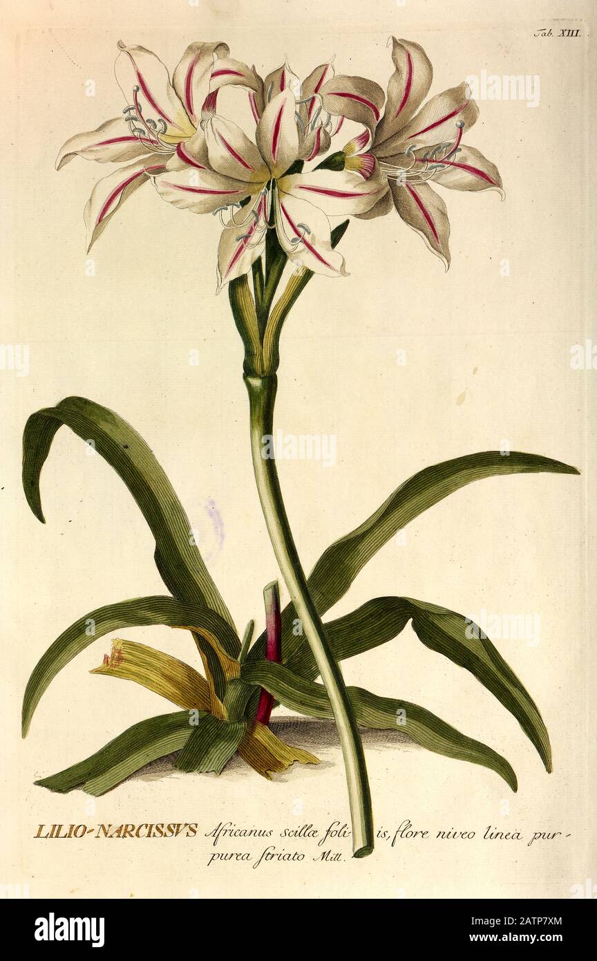 Farbige Kupferstichgravur eines Lilio-Narcissus (indische Lily-Daffodil) aus hortus nitidissimus von Christoph Jakob Trew (Nürnberg 175-1792) Stockfoto