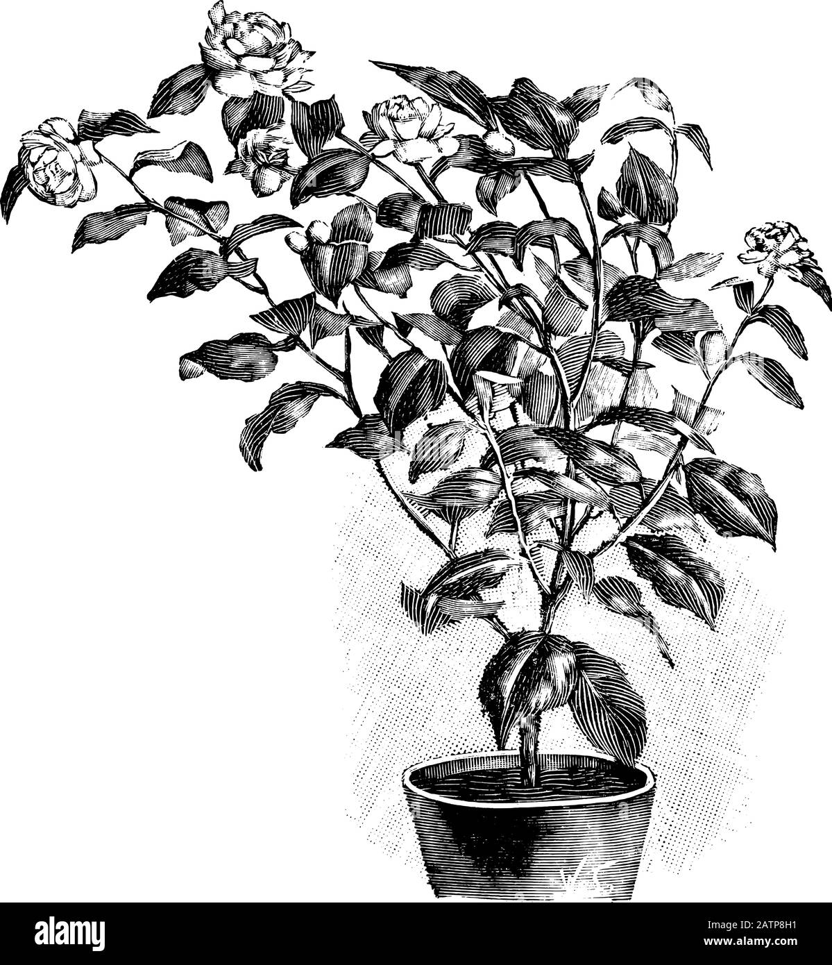 Antike Kunst im Vintage-Stil, Gravur oder Zeichnung von Blühender Camellia Pflanze oder Blume im Topf. Von Buchwerken im Zimmer, Prag, 1898. Stock Vektor