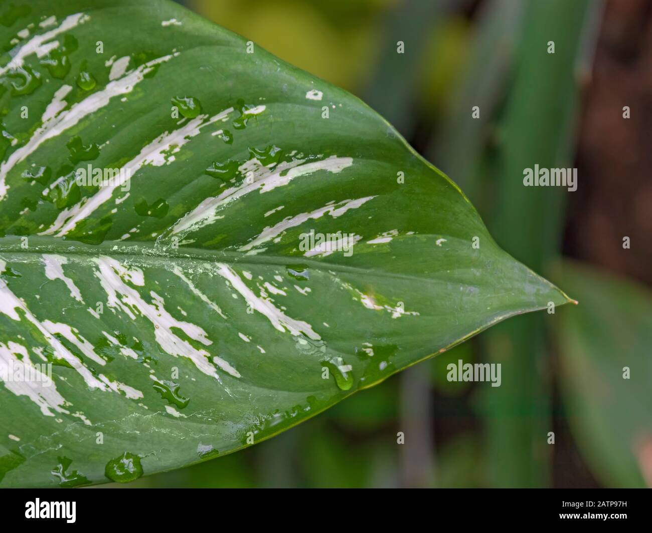 Hosta Leaf Makro Stockfoto