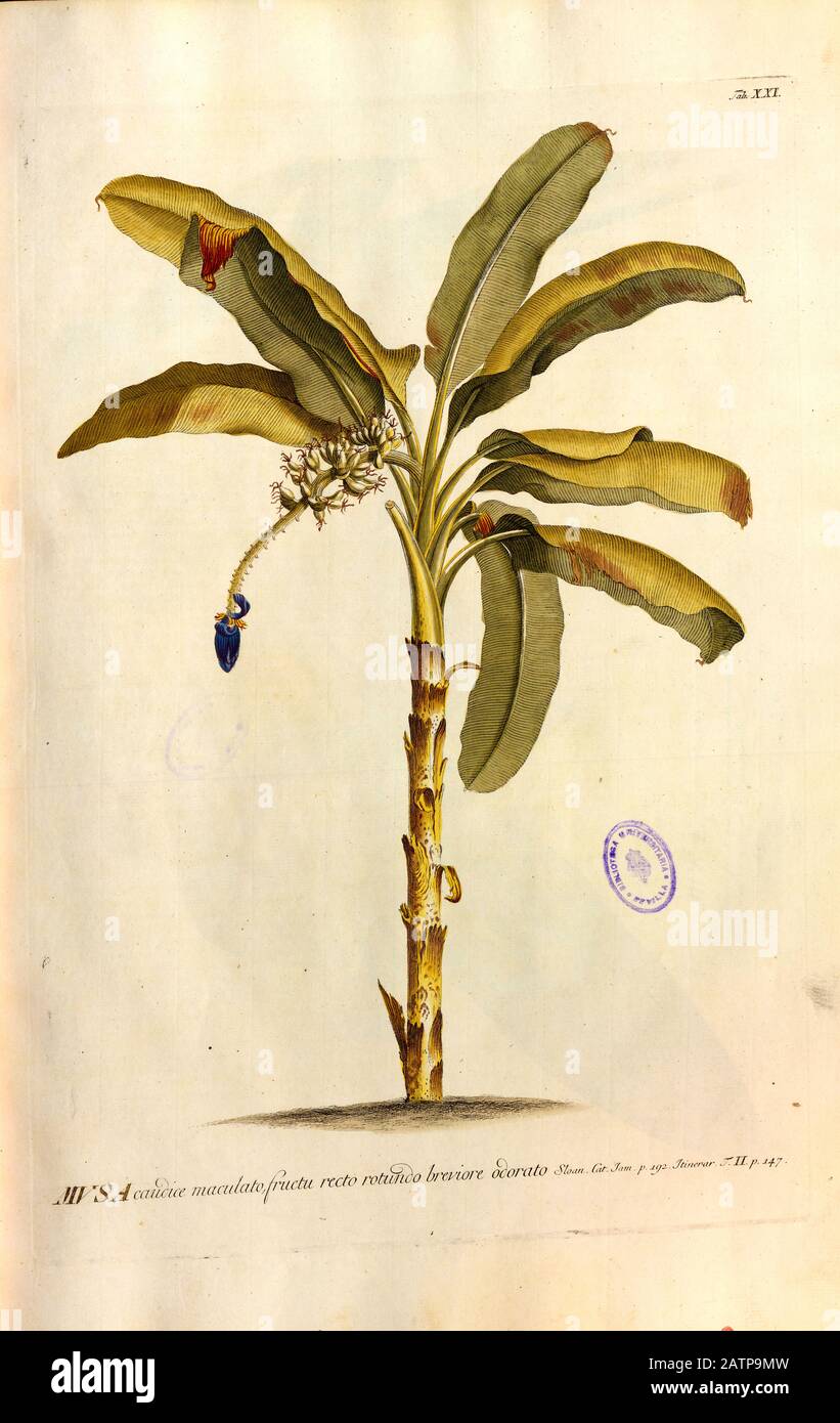 Farbige Kupferstichgravur einer Bananenpflanze (Musa) aus hortus nitidissimus von Christoph Jakob Trew (Nürnberg 175-172) Stockfoto