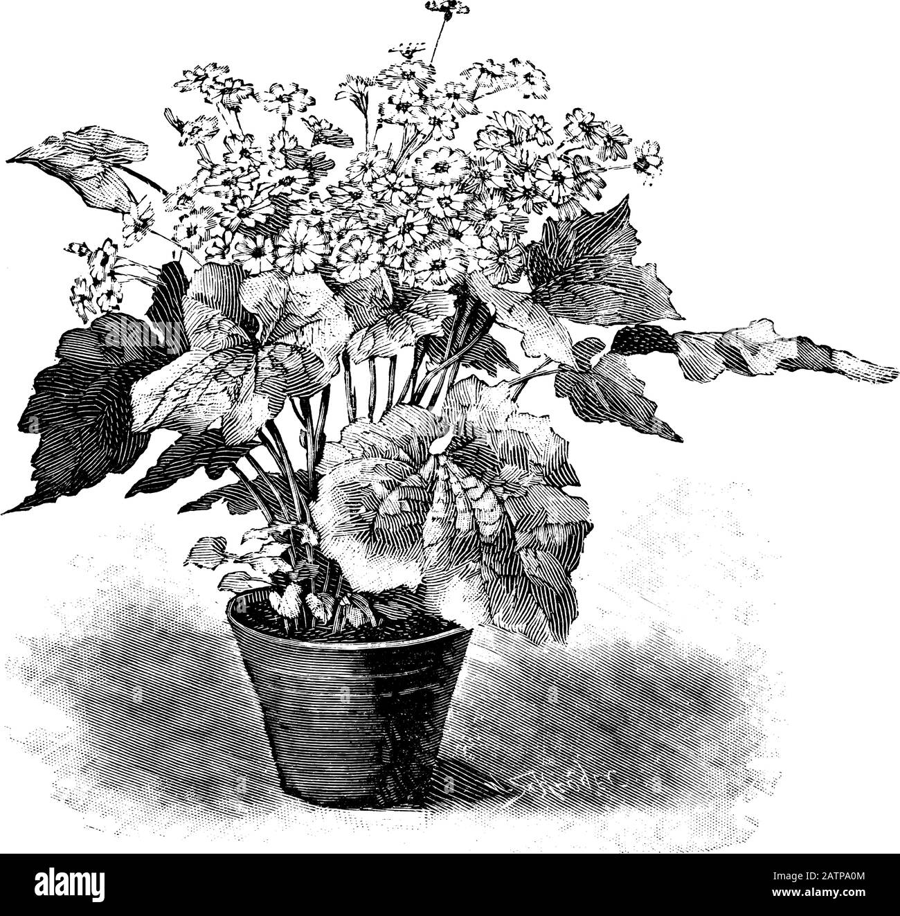 Antike Vintage-Line-Kunstillustration, Gravur oder Zeichnung von blühender Cineraria-Pflanze oder Blume im Topf. Von Buchwerken im Zimmer, Prag, 1898. Stock Vektor