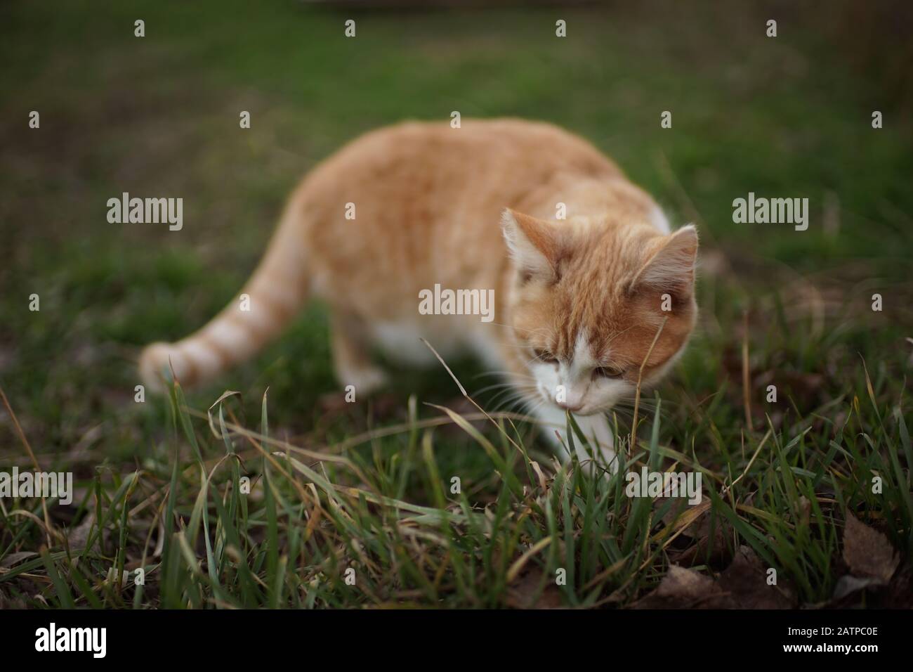 Ingwerkätzchen essen im Garten frisches Gras Stockfoto